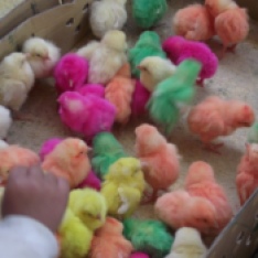 Spring chicks, Sede Market