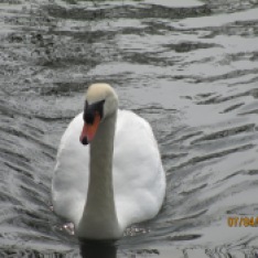 Swan at Wistow