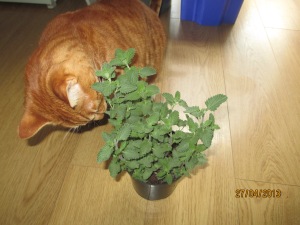 Tom and catmint